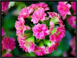 Kalanchoe, Kwiat, Różowy