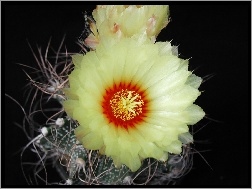 Kremowy, Kwiat, Kaktus