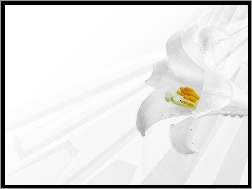 Lilia, Kwiat, Biała