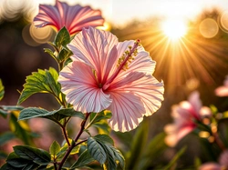 Promienie słońca, Hibiskus, Kwiat, Grafika, Liście