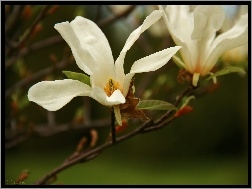 Kwiat, Japońska, Magnolia, Biały