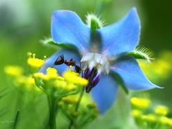 Kwiat, Owad, Mrówka, Niebieski