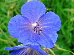 Kwiat, Niebieski