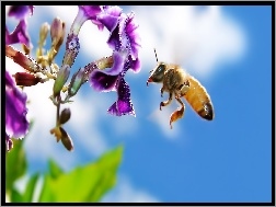 Niebo, Kwiat, Pszczoła