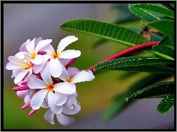 Kwiat, Plumeria