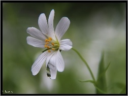 Kwiat, Rogownica Polna, Biały