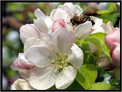 Pszczoła, Kwiat, Jabłoni