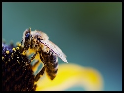 Pszczoła, Kwiat, Pyłki