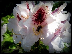 Pszczoła, Kwiat, Różanecznik
