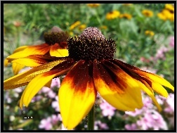 Kwiat, Rudbekia