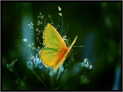 Skrzydła, Kwiat, Motyl