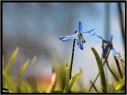Kwiat, Cebulica Syberyjska, Niebieski