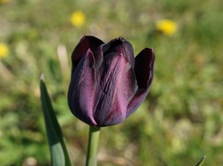 Tulipan, Kwiat, Wiosenny