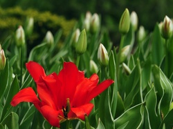 Tulipany, Kwiat, Pączki