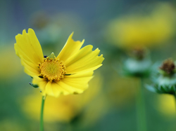 Kwiat, Nachyłek wielkokwiatowy, Żółty