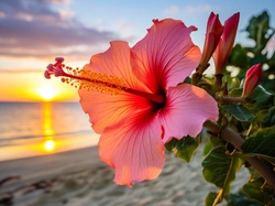Hibiskus, Kwiat, Zachód słońca, Grafika