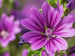 Fioletowy, Kwiat, Zbliżenie, Grafika AI