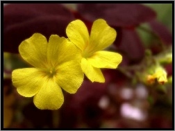 Prymulka, Kwiat, żółty
