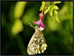 Makro, Kwiatek, Motyl