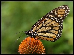 Kwiatek, Motyl, Monarch Danaid
