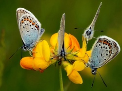 Kwiatek, Modraszki, Motyle, Żółty