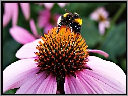Pszczoła, Kwiatek, Jeżówka