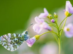 Kwiatek, Motyl, Zorzynek rzeżuchowiec