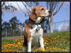 kwiatki, Beagle Harrier, żółte
