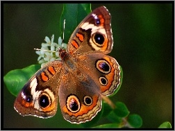 Kwiatki, Białe, Motyl, Drobne