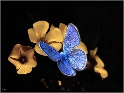 Kwiatki, Motyl modraszek, Niebieski, Żółte