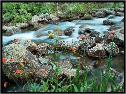Kwiatki, Kamienie, Rzeka, Kolorowe