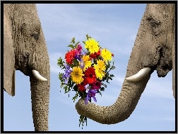 Kwiatów, Słonie, Dwa, Bukiet