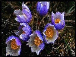 Sasanka, Kwiaty, Niebieski