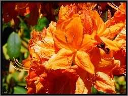 Azalia, Kwiaty, Pomarańczowe