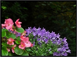 Kwiaty, Begonia