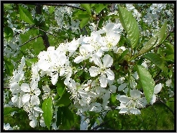 Białe, Kwiaty, Jabłoni