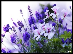 Kwiaty, Pelargonie, Białe, Niebieskie