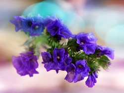 Bokeh, Kwiaty, Makro
