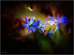 Kwiaty, Syberyjska, Cebulica, Niebieskie