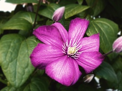 Clematis, Kwiaty, Różowy