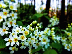 Kwiaty, Czeremnki