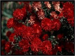 Czerwona, Kwiaty, Chryzantema