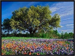 Kwiaty, Teksas, Dąb, Wiosna