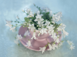 Kwiaty, Campanula, Dzwonek dalmatyński, Białe