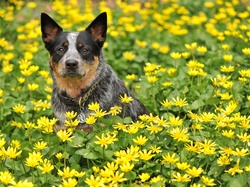 Kwiaty, Australian cattle dog, Łąka
