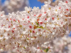 Jasnoróżowe, Kwiaty, Drzewo owocowe, Gałązka