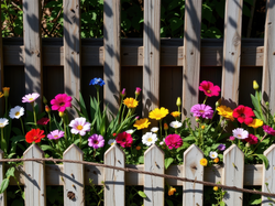 Dwa, Płoty, Kolorowe, Kwiaty