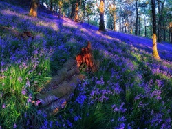 Las Trossachs, Dzwonki, Przebijające światło Łąka, Polana, Szkocja, Kwiaty