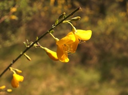 Kwiaty, Żarnowiec miotlasty, Gałązka, Żółte