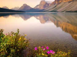 Góry Skaliste, Prowincja Alberta, Kanada, Kwiaty, Jezioro Bow Lake, Park Narodowy Banff